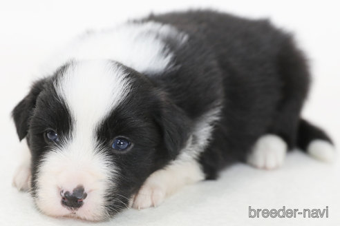 成約済の神奈川県のボーダーコリー-373740の8枚目